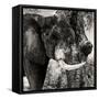 Awesome South Africa Collection Square - African Elephant II-Philippe Hugonnard-Framed Stretched Canvas