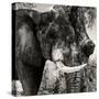 Awesome South Africa Collection Square - African Elephant II-Philippe Hugonnard-Stretched Canvas