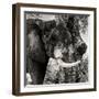 Awesome South Africa Collection Square - African Elephant II-Philippe Hugonnard-Framed Photographic Print