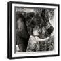 Awesome South Africa Collection Square - African Elephant II-Philippe Hugonnard-Framed Photographic Print