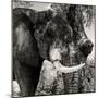 Awesome South Africa Collection Square - African Elephant II-Philippe Hugonnard-Mounted Photographic Print