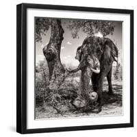 Awesome South Africa Collection Square - African Elephant Portrait B&W-Philippe Hugonnard-Framed Photographic Print