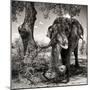 Awesome South Africa Collection Square - African Elephant Portrait B&W-Philippe Hugonnard-Mounted Photographic Print