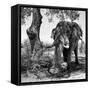 Awesome South Africa Collection Square - African Elephant Portrait II B&W-Philippe Hugonnard-Framed Stretched Canvas