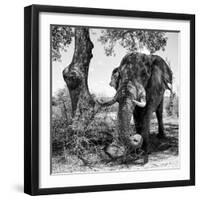 Awesome South Africa Collection Square - African Elephant Portrait II B&W-Philippe Hugonnard-Framed Photographic Print