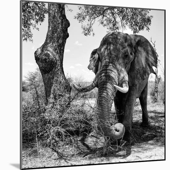 Awesome South Africa Collection Square - African Elephant Portrait II B&W-Philippe Hugonnard-Mounted Photographic Print