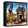 Awesome South Africa Collection Square - African Elephant Portrait II-Philippe Hugonnard-Framed Stretched Canvas