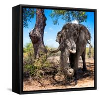 Awesome South Africa Collection Square - African Elephant Portrait-Philippe Hugonnard-Framed Stretched Canvas