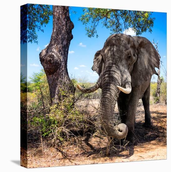 Awesome South Africa Collection Square - African Elephant Portrait-Philippe Hugonnard-Stretched Canvas