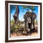 Awesome South Africa Collection Square - African Elephant Portrait-Philippe Hugonnard-Framed Photographic Print