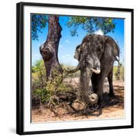 Awesome South Africa Collection Square - African Elephant Portrait-Philippe Hugonnard-Framed Photographic Print