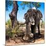 Awesome South Africa Collection Square - African Elephant Portrait-Philippe Hugonnard-Mounted Photographic Print