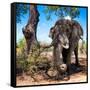 Awesome South Africa Collection Square - African Elephant Portrait-Philippe Hugonnard-Framed Stretched Canvas