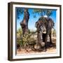 Awesome South Africa Collection Square - African Elephant Portrait-Philippe Hugonnard-Framed Photographic Print