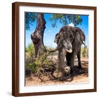 Awesome South Africa Collection Square - African Elephant Portrait-Philippe Hugonnard-Framed Photographic Print