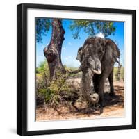 Awesome South Africa Collection Square - African Elephant Portrait-Philippe Hugonnard-Framed Photographic Print