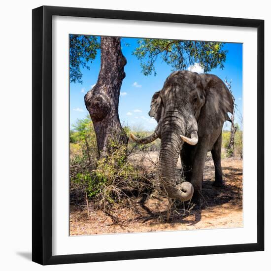 Awesome South Africa Collection Square - African Elephant Portrait-Philippe Hugonnard-Framed Photographic Print