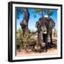 Awesome South Africa Collection Square - African Elephant Portrait-Philippe Hugonnard-Framed Photographic Print