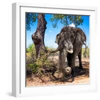 Awesome South Africa Collection Square - African Elephant Portrait-Philippe Hugonnard-Framed Photographic Print