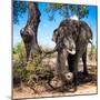 Awesome South Africa Collection Square - African Elephant Portrait-Philippe Hugonnard-Mounted Photographic Print