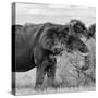 Awesome South Africa Collection Square - African Elephant Profile B&W-Philippe Hugonnard-Stretched Canvas