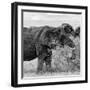 Awesome South Africa Collection Square - African Elephant Profile B&W-Philippe Hugonnard-Framed Photographic Print