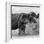 Awesome South Africa Collection Square - African Elephant Profile B&W-Philippe Hugonnard-Framed Photographic Print