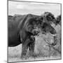 Awesome South Africa Collection Square - African Elephant Profile B&W-Philippe Hugonnard-Mounted Photographic Print