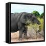 Awesome South Africa Collection Square - African Elephant Profile-Philippe Hugonnard-Framed Stretched Canvas