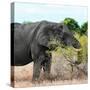 Awesome South Africa Collection Square - African Elephant Profile-Philippe Hugonnard-Stretched Canvas