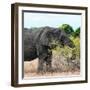 Awesome South Africa Collection Square - African Elephant Profile-Philippe Hugonnard-Framed Photographic Print