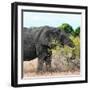 Awesome South Africa Collection Square - African Elephant Profile-Philippe Hugonnard-Framed Photographic Print