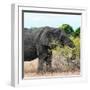 Awesome South Africa Collection Square - African Elephant Profile-Philippe Hugonnard-Framed Photographic Print