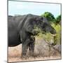 Awesome South Africa Collection Square - African Elephant Profile-Philippe Hugonnard-Mounted Photographic Print