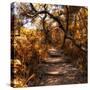 Awesome South Africa Collection Square - African Jungle II-Philippe Hugonnard-Stretched Canvas