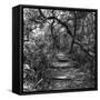 Awesome South Africa Collection Square - African Jungle III-Philippe Hugonnard-Framed Stretched Canvas