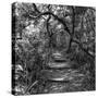 Awesome South Africa Collection Square - African Jungle III-Philippe Hugonnard-Stretched Canvas