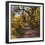 Awesome South Africa Collection Square - African Jungle IV-Philippe Hugonnard-Framed Photographic Print