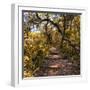 Awesome South Africa Collection Square - African Jungle IV-Philippe Hugonnard-Framed Photographic Print