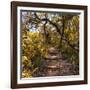 Awesome South Africa Collection Square - African Jungle IV-Philippe Hugonnard-Framed Photographic Print