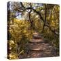 Awesome South Africa Collection Square - African Jungle IV-Philippe Hugonnard-Stretched Canvas