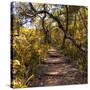 Awesome South Africa Collection Square - African Jungle IV-Philippe Hugonnard-Stretched Canvas