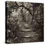 Awesome South Africa Collection Square - African Jungle V-Philippe Hugonnard-Stretched Canvas