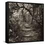 Awesome South Africa Collection Square - African Jungle V-Philippe Hugonnard-Framed Stretched Canvas