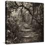 Awesome South Africa Collection Square - African Jungle V-Philippe Hugonnard-Stretched Canvas