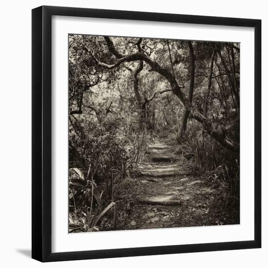 Awesome South Africa Collection Square - African Jungle V-Philippe Hugonnard-Framed Photographic Print