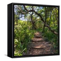 Awesome South Africa Collection Square - African Jungle-Philippe Hugonnard-Framed Stretched Canvas