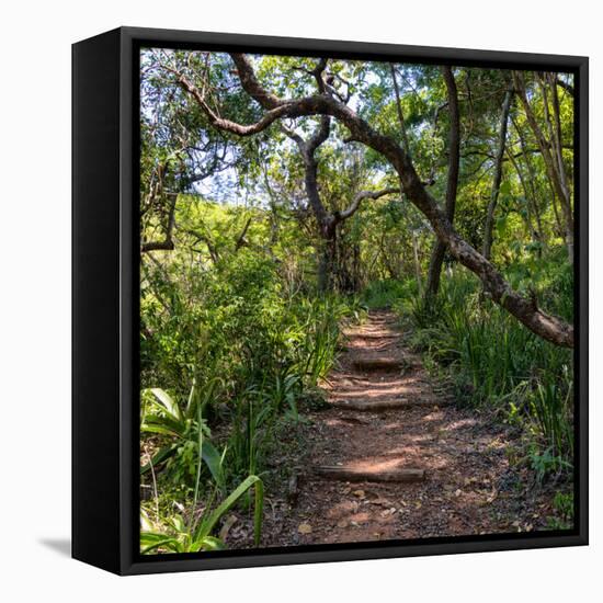 Awesome South Africa Collection Square - African Jungle-Philippe Hugonnard-Framed Stretched Canvas