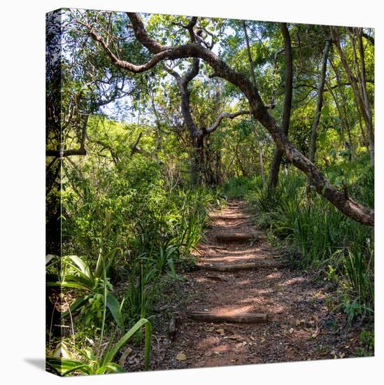 Awesome South Africa Collection Square - African Jungle-Philippe Hugonnard-Stretched Canvas