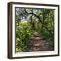 Awesome South Africa Collection Square - African Jungle-Philippe Hugonnard-Framed Photographic Print